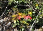 OREGON GRAPE 4 